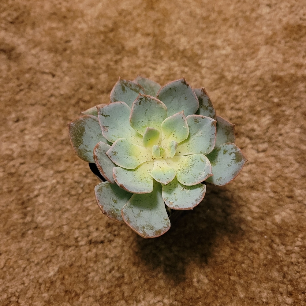 3 inch blue, purple, and yellow succulent